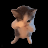 NXTOTO